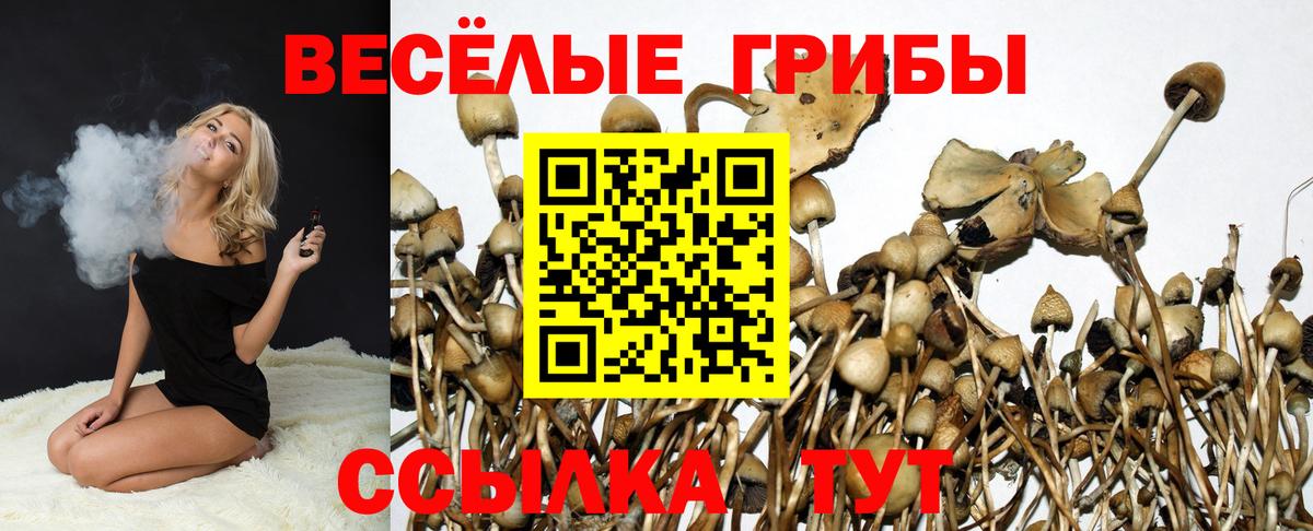 Псилоцибиновые грибы Psilocybe Ирбит